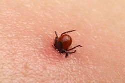 Loại virus gây tử vong lên tới 40% xuất hiện tại Anh
