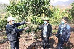 Nâng cao giá trị quả xoài tròn Yên Châu