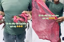 Khách mua cua về phát hiện được tặng kèm 'quà', dân mạng rôm rả 'lời quá rồi'