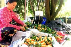 Chùm ảnh: 'Vàng ươm' mùa thanh trà