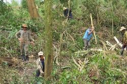 Ngọn cây keo rơi trúng đầu, người đàn ông tử vong