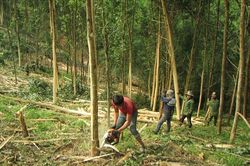Đi rừng bị cành cây rơi trúng đầu tử vong