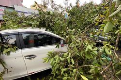 TP Hồ Chí Minh: Mưa lớn kèm dông lốc khiến nhiều nhà dân tốc mái, cây xanh bật gốc