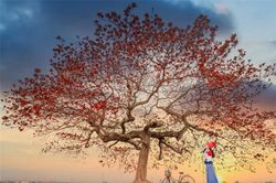 Chill cùng cây bàng cô đơn ở ngoại thành Hà Nội, lên ảnh đẹp đến 'rụng rời'