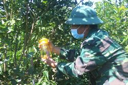 Kon Tum: Ông nông dân tự 'chế' phân bón ủ từ cá mương, bón cho cà phê, cây ăn quả đều xanh tốt, trĩu quả