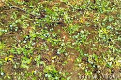 Mưa đá ước thiệt hại khoảng 70 ha cây trồng trên địa bàn xã Chiềng Sung