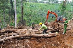 Tạm đình chỉ công tác Chủ tịch xã để xảy ra phá 1,9 ha rừng