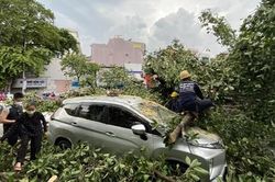 Cây đa cổ thụ ở TPHCM bật gốc đổ ra đường, đè 2 ô tô, tài xế thoát chết