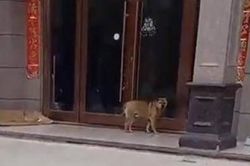 Ôm mối thù vì bị triệt sản, chú chó hành hạ bác sĩ thú y suốt 3 năm không nghỉ