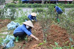 Tích cực chỉnh trang cảnh quan, môi trường trước thềm lễ hội