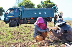 Hướng Hóa: Xây dựng 14 mô hình thâm canh, xen canh cây sắn bền vững