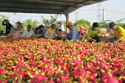 Phát triển bền vững cây thanh long