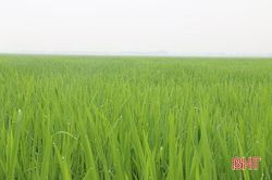 Lúa xuân Hà Tĩnh dự tính trổ bông từ giữa tháng 4