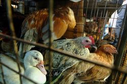 Philippines siết chặt các biện pháp nhằm ngăn chặn lây lan cúm gia cầm