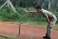 Pha 'thôi miên, điểm huyệt' và bắt sống rắn hổ mang chúa khổng lồ khiến người xem lạnh gáy