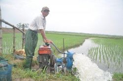 Kinh tế Nông nghiệp - Nông thôn Chủ động tiêu úng, bảo vệ lúa đông xuân