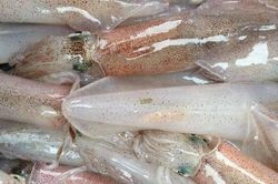 Xuất khẩu thủy sản sang Nhật sẽ phải có chứng nhận khai thác