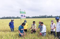 Hội thảo tập huấn kỹ thuật canh tác lúa thân thiện với môi trường