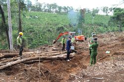UBND tỉnh chỉ đạo điều tra, làm rõ vụ phá 1,9 ha rừng ở Bảo Lâm