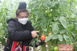 Mai Sơn phát triển nông nghiệp ứng dụng công nghệ cao gắn với du lịch