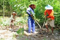 Kinh tế Nông nghiệp - Nông thôn Tuyển chọn và nhân nhanh một số giống sắn mới kháng bệnh khảm lá