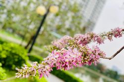 Hà Nội: Cận cảnh hoa anh đào bung nở trong công viên, đẹp đến nao lòng