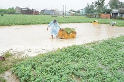 Gần 20.000 ha lúa, rau màu bị ngập, ngã đổ do mưa lớn trái mùa ở Quảng Nam