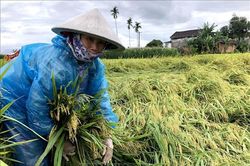 Nơm nớp nỗi lo mùa màng thất bát do mưa lớn