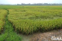 Nhiều diện tích lúa đang trổ, chín và hoa màu bị ảnh hưởng.