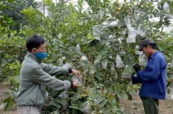 Hiệu quả tái cơ cấu cây trồng ở Mường Ảng