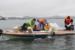 Thả gần 1 triệu con giống tái tạo nguồn lợi thủy sản tại Khu bảo vệ hệ sinh thái biển Rạn Trào