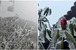 Rét nàng Bân, băng giá phủ kín đỉnh Fansipan: Chiêm ngưỡng khung cảnh tuyệt đẹp tại 'nóc nhà Đông Dương'