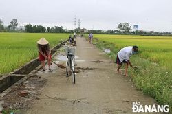 Lúa, hoa màu bị hư hại, ngập úng do mưa lớn