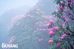 Trekking ngắm hoa đỗ quyên trên đỉnh Putaleng