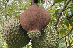 Sầu riêng 'đột biến' mọc lạ lùng khiến dân mạng thi nhau 'giải mã'
