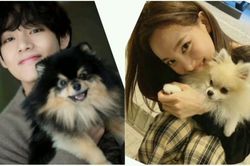 Tin đồn: BTS tạo Instagram cho thú cưng, Nayeon Twice nhắm sang SM Entertainment