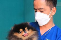 Nuôi chó Pom trong máy lạnh và có gia phả, 8X thu tiền tỷ