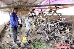 '5 tự', '5 cùng' của nông dân Thuận Châu