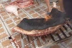 'Công nghệ' biến heo chết thành... bê thui, giò chả
