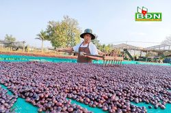 Đây là cách trồng cà phê 'tưởng lười mà hóa siêng' ở Đắk Nông, hạt cà phê dân ở đây bán giá 65.000 đồng/kg