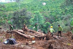 Thường trực Tỉnh ủy chỉ đạo tăng cường các biện pháp quản lý, bảo vệ rừng