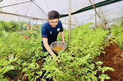 Di thực thành công loại ớt Aji Charapita đắt nhất thế giới về Đắk Nông