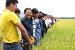 NPK Cà Mau đồng hành cùng ngành nông nghiệp hướng đến phát triển bền vững