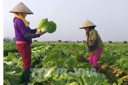 Bộ trưởng Lê Minh Hoan: Hợp tác xã là để tạo giá trị cho nông sản
