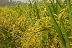 Đề nghị Bộ Nông nghiệp và Phát triển nông thôn hỗ trợ 130 tấn lúa giống