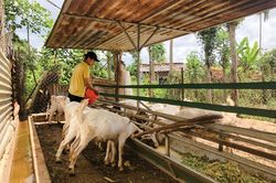 Nông dân trẻ nuôi dê lai