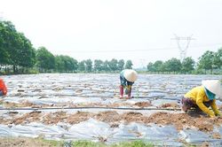 Cam Lộ: Trồng 2 ha cây ba kích tím