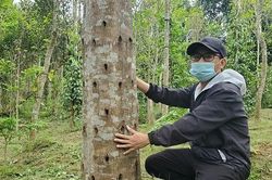Giấc mơ thu tiền tỷ từ cây dó bầu tạo trầm hương khó thành hiện thực