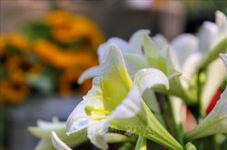 Tháng 4 Hà Nội, mùa hoa loa kèn xuống phố