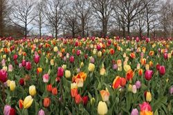 'Thiên đường' hoa tulip Keukenhof ở Hà Lan mở cửa trở lại